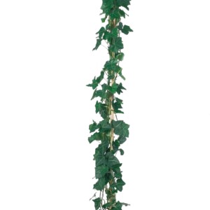 Bršljan za ograje Hibernica (170-200cm)