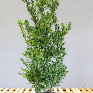 Ilex-crenata-Green-hedge-1 Japonska bodika Green Hedge (80-100cm)