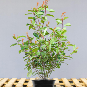 Photinia-red-robin-70-90-1 Fotinija Red Robin (70-90cm)